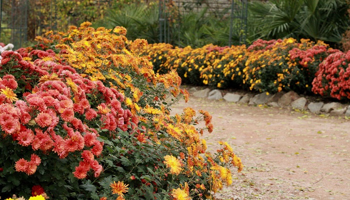 крым ботанический сад цветы